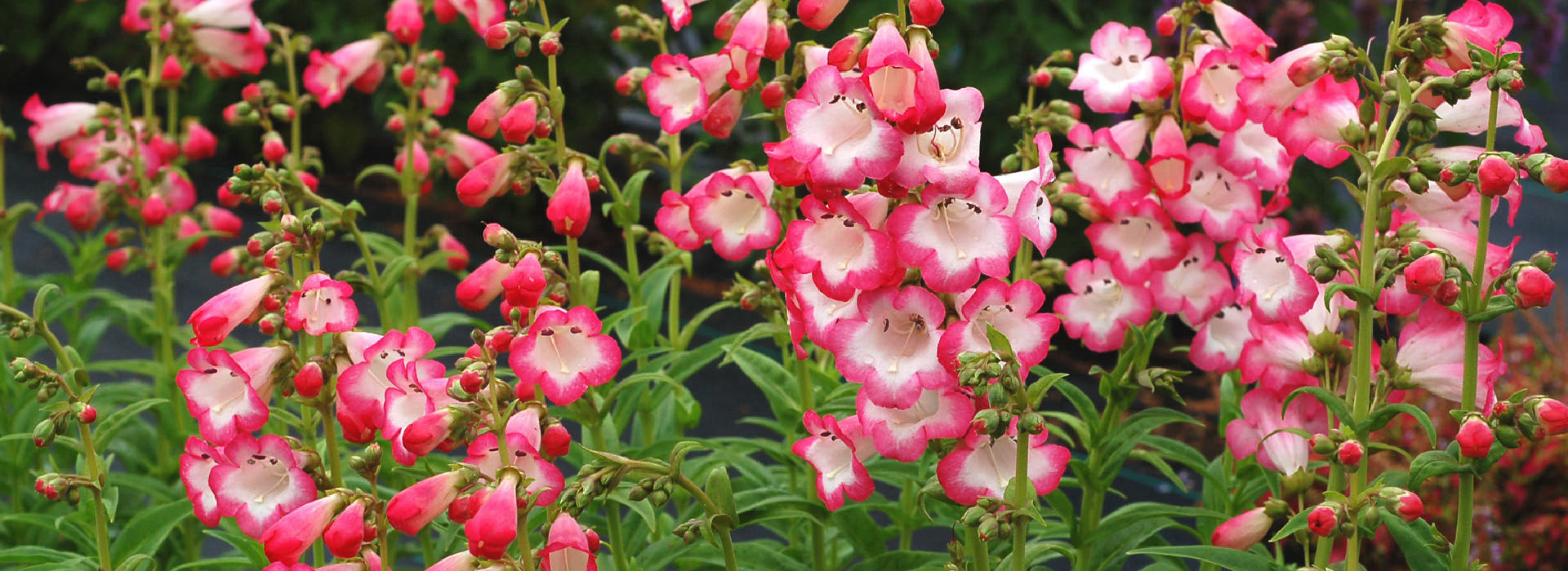 ‘西瓜太妃’釣鐘柳