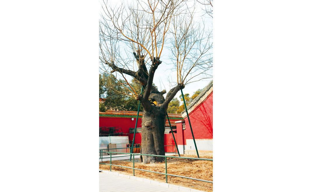 景山公園唐槐樹洞防腐、支撐、修剪