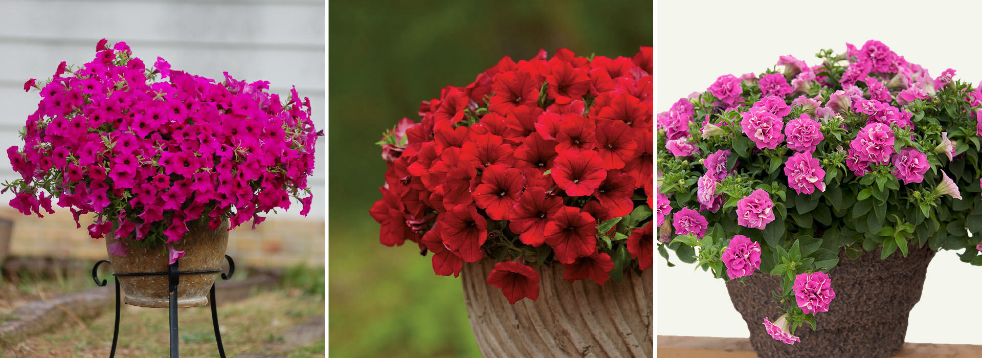 矮牽牛·索菲妮亞系列