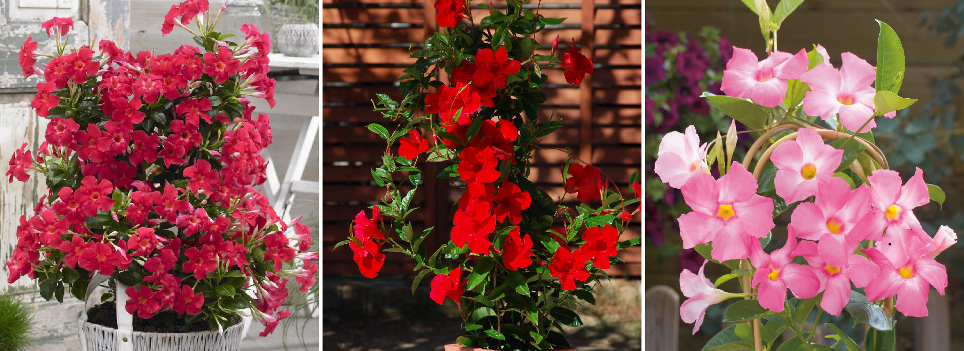 雙腺藤·桑巴舞系列